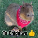 Capibaras con Frases 19