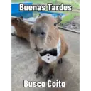 Capibaras con Frases 5