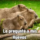 Capibaras con Frases 18
