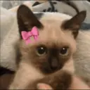 GATOS/CATS 13