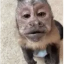 MIQUITOS 8