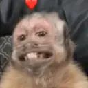 MIQUITOS 12