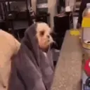 Doguinhos + preguiça + frio 10