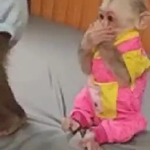 Macaco | Macaquinho 🐒 10
