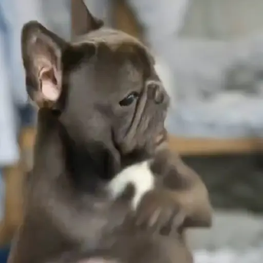 Figurinha