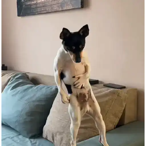 Figurinha