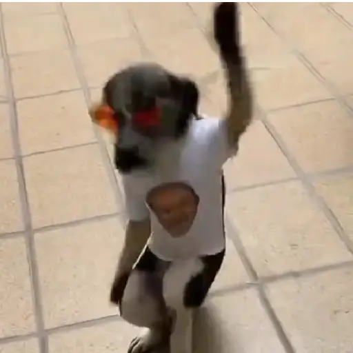 Figurinha