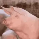 PIG CUTE 🐷 PORQUINHO 1 🐷👃