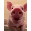 PIG CUTE 🐷 PORQUINHO 2 🐷🤩