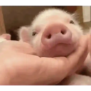 PIG CUTE 🐷 PORQUINHO 3 🐷😌