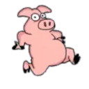 PIG CUTE 🐷 PORQUINHO 7 🐷💃