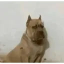 Animales :> 11
