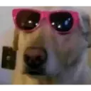Animales :> 5