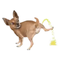 Animales en acción 1🐾 1