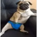 Animales Graciosos 😂 11