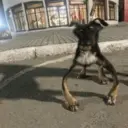 Animales Graciosos 😂 7