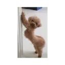 Animales Graciosos 😂 9