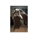 Animales Graciosos 😂 6