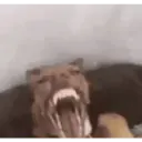 Animales Graciosos 😂 5