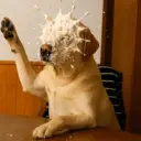 Memes Tiktok 24