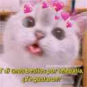 Gatitos que mejoran tu mood @cats4mood en Instagram T di unos besitos por telepatía, ¿Te gustaron?