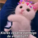 @cats4mood en Instagram Kieres casarte conmigo de a mentis??