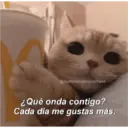 @Gatitoslindosconfrase ¿Qué onda contigo? Cada dia me gustas más.