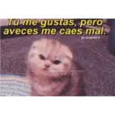 Tu me gustas, pero aveces me caes mal. IG/drugs 2love Gatitos para conquistar a tu CRUSH