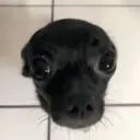 animales random 🦥 7