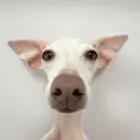 animales random 🦥 6