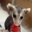 animales random 🦥 9