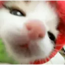 Ratita 23