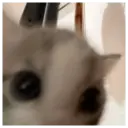 Ratita 22