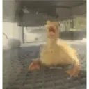 Ratita 13