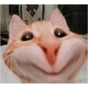 Animales xd 10