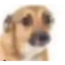 Animales xd 8