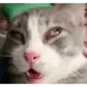 Animales xd 18