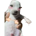 Animales xd 12