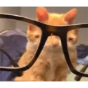 Animales xd 11