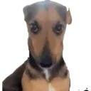 Animales xd 7
