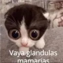 Animales xd 21
