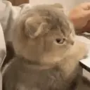 CAT MEME 12