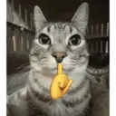 CAT MEME 8