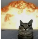 CAT MEME 9