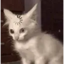 CAT MEME 7