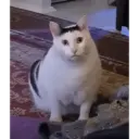 CAT MEME 13