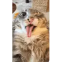CAT MEME 10