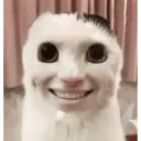 CAT MEME 6