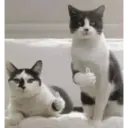 CAT MEME 14