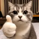 CAT MEME 15